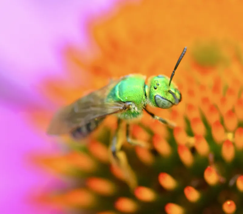 Agapostemon virescens,
