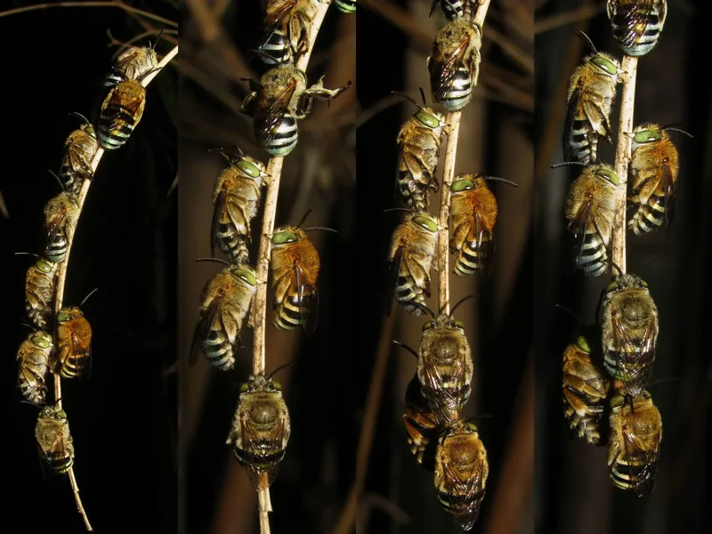 Amegilla cingulata