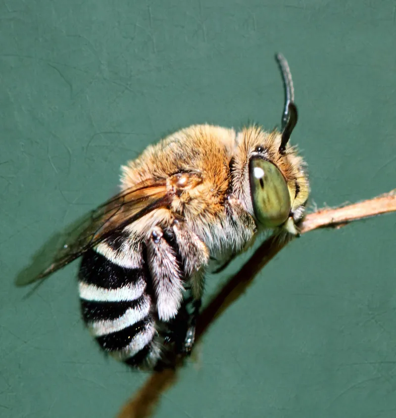 Amegilla cingulata, Blue-banded bee