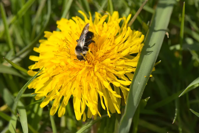 Andrena cineraria, Ashy mining bee, Grey mining bee