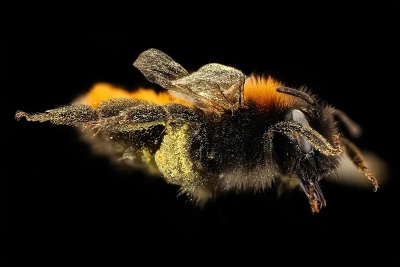 Andrena fulva, 