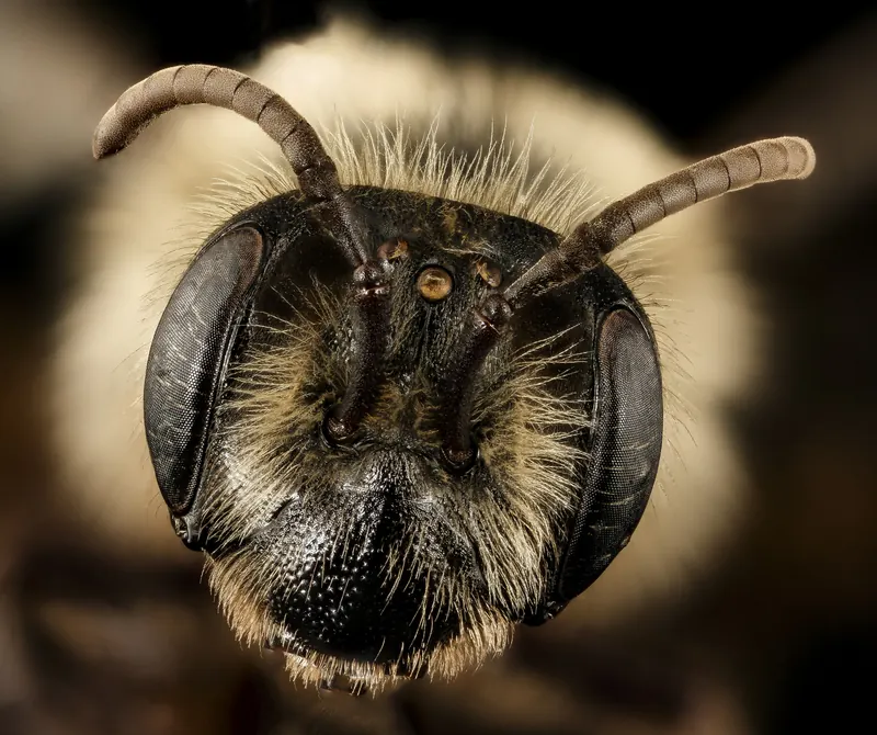 Andrena vicina, نحل حفّار