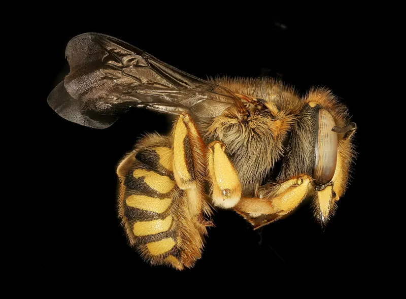 Anthidium manicatum, 