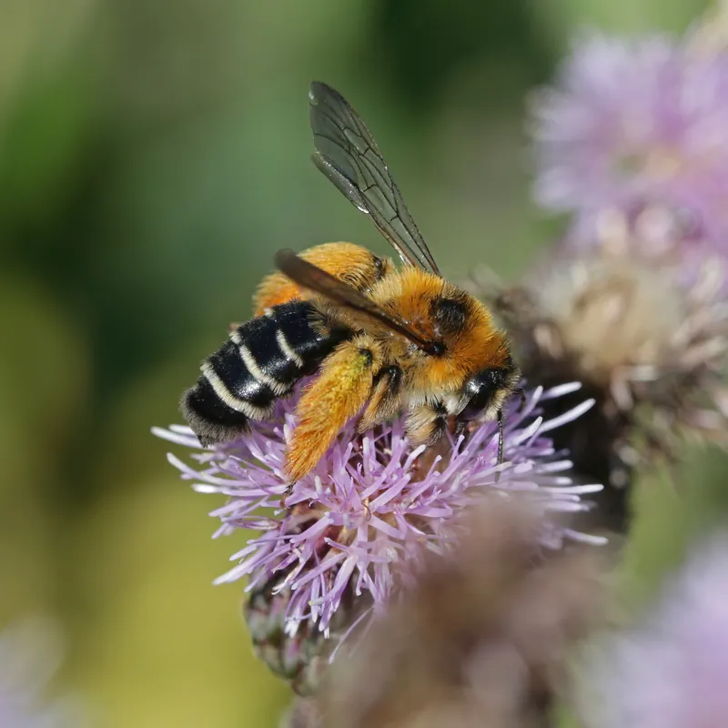 Anthophora plumipes, Hairy-footed flower bee