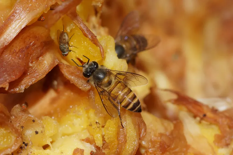 Apis cerana, نحل العسل الآسيوي