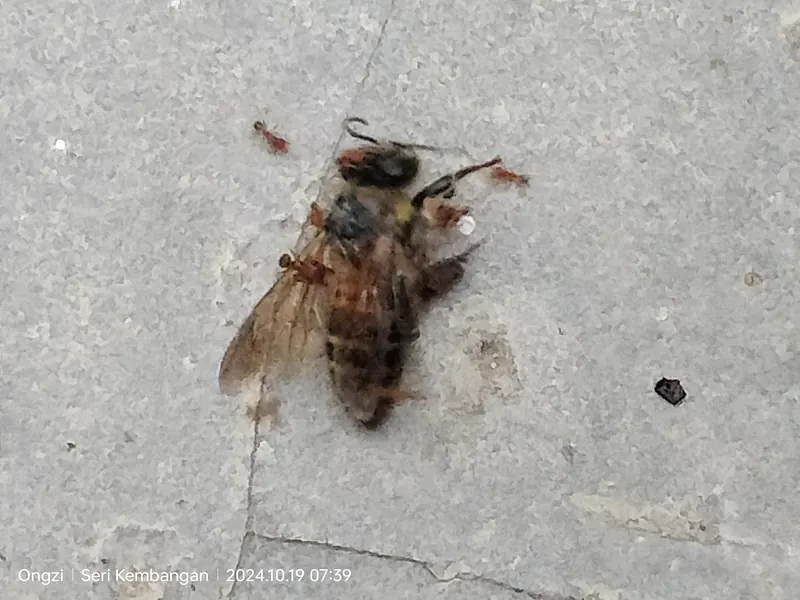 Apis dorsata 443058083.jpg