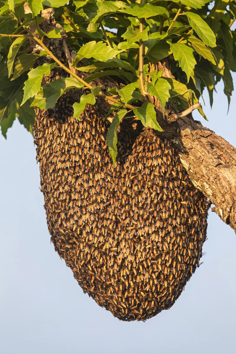 Apis dorsata, نحل العسل العملاق
