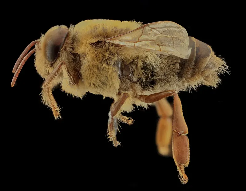 ذكر نحل العسل، منظر جانبي. USGS BIML، CC BY 2.0