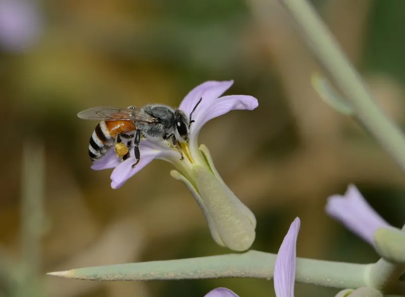 Apis florea, نحل العسل القزم