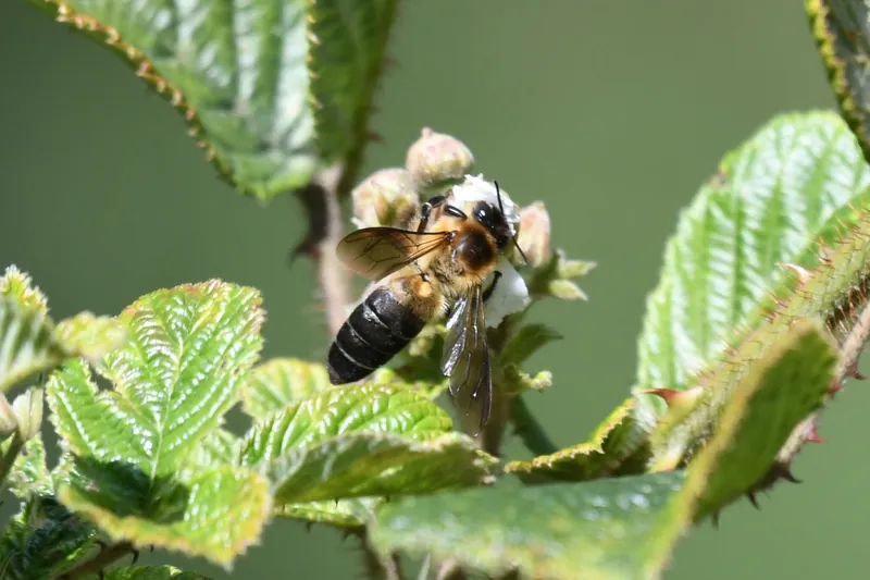 Apis laboriosa
