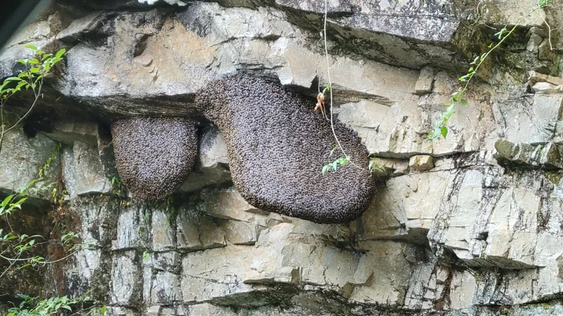 Apis laboriosa, Himalayan giant honey bee, Cliff bee, Rock bee