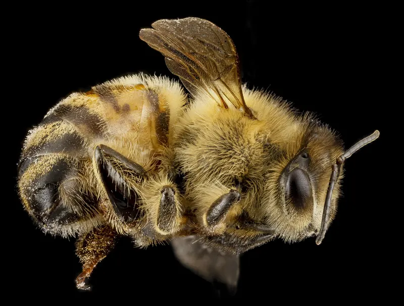 Apis mellifera F, whole bee, MD, Beltsville 2013-04-25-16.28.09 ZS PMax (8682047864).jpg