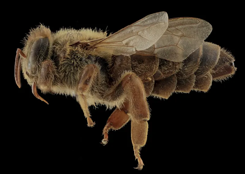 ملكة نحل العسل، منظر جانبي. USGS BIML، CC BY 2.0