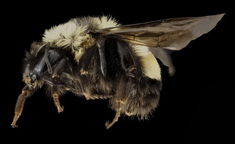 Bombus affinis, 