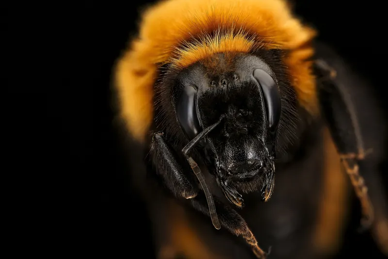Bombus dahlbomii, Bombus dahlbomii