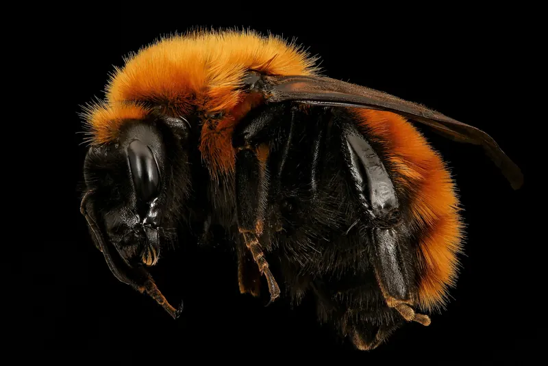 Bombus dahlbomii, Abejorro gigante de la Patagonia