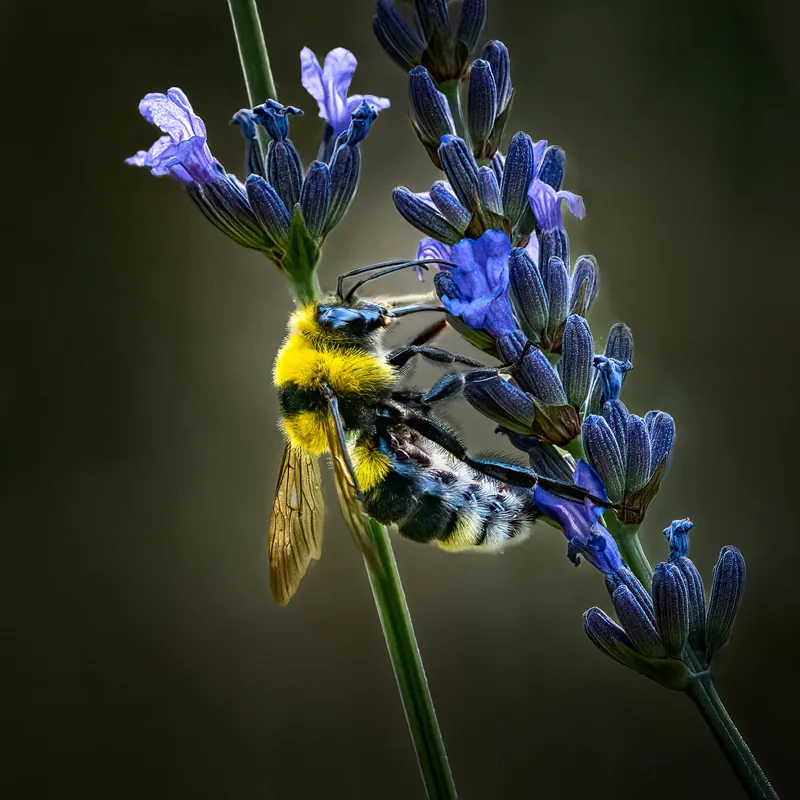 Bombus hortorum, Garden bumblebee