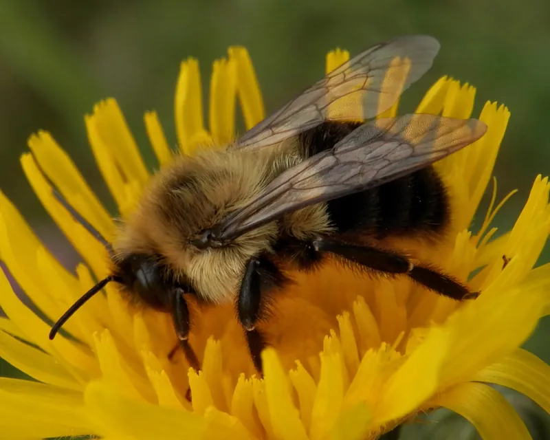 Bombus impatiens, Common eastern bumble bee