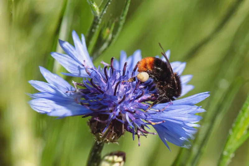 Bombus lapidarius, Red-tailed bumblebee, Large red-tailed bumble bee