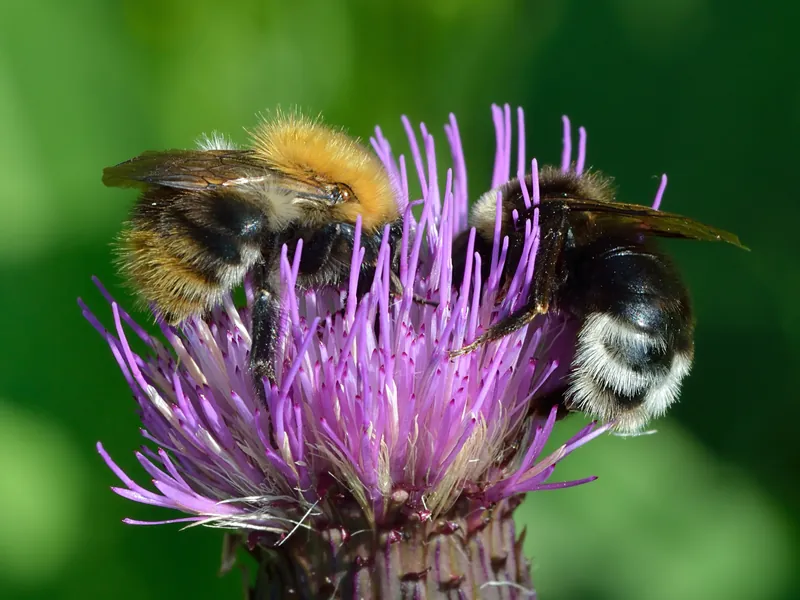 Bombus pascuorum, Common carder bee, Common carder bumblebee
