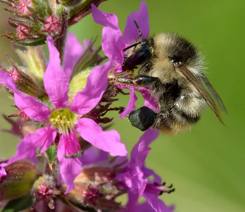 نحلة Bombus sylvarum على نبات Lythrum salicaria. الصورة: Ivar Leidus، CC BY-SA 4.0