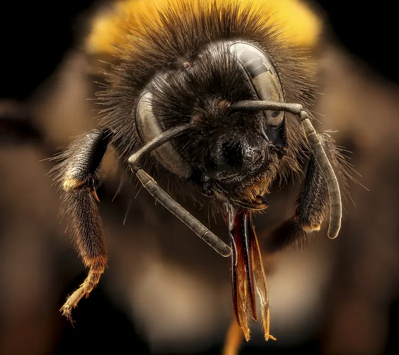 Bombus terrestris, Bombus terrestris