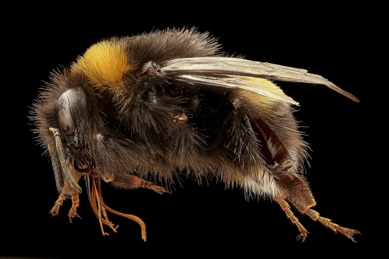Bombus terrestris, 