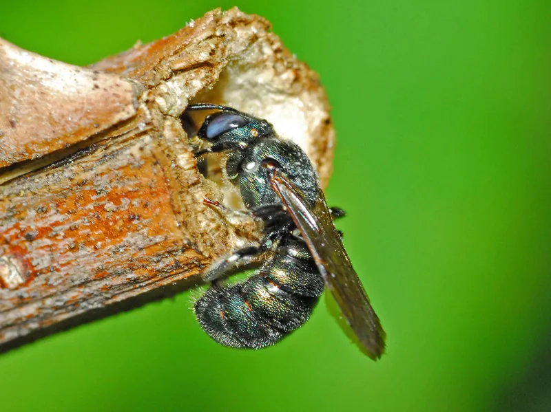 Ceratina cyanea, Small carpenter bee, Blue carpenter bee, Little blue carpenter bee