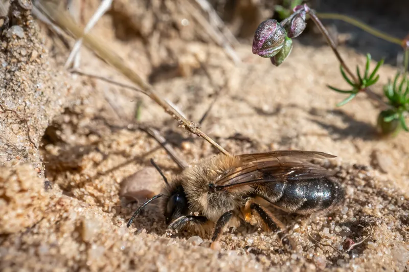 Colletes cunicularius, Vernal colletes, Spring mining bee