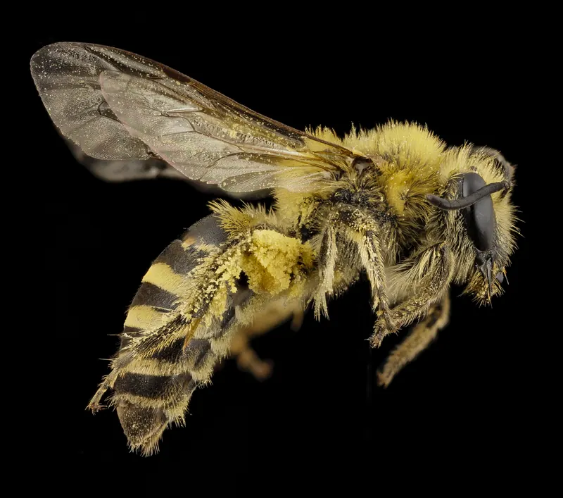 Colletes hederae, 