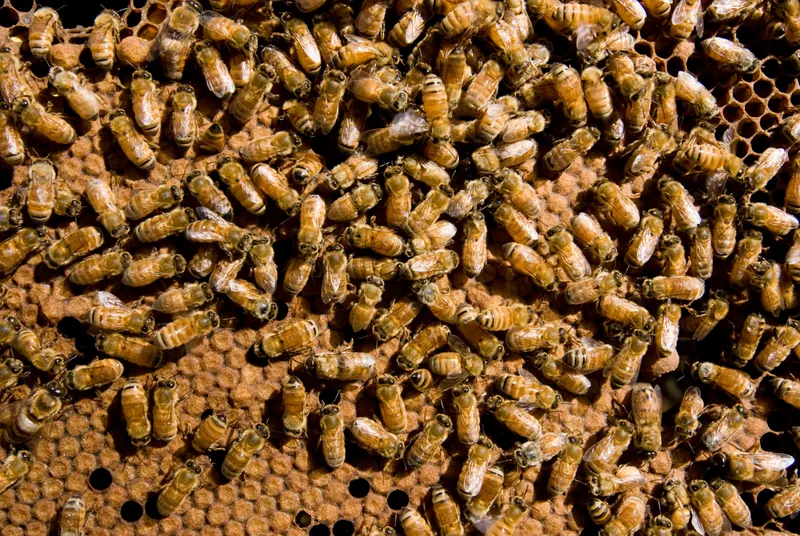 نحل العسل على قرص الحضنة. الصورة: Nick Pitsas، CSIRO، CC BY 3.0