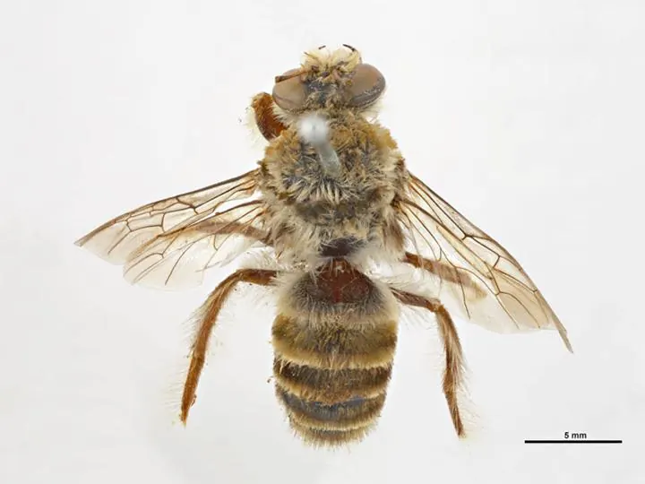 Ctenocolletes nicholsoni, 