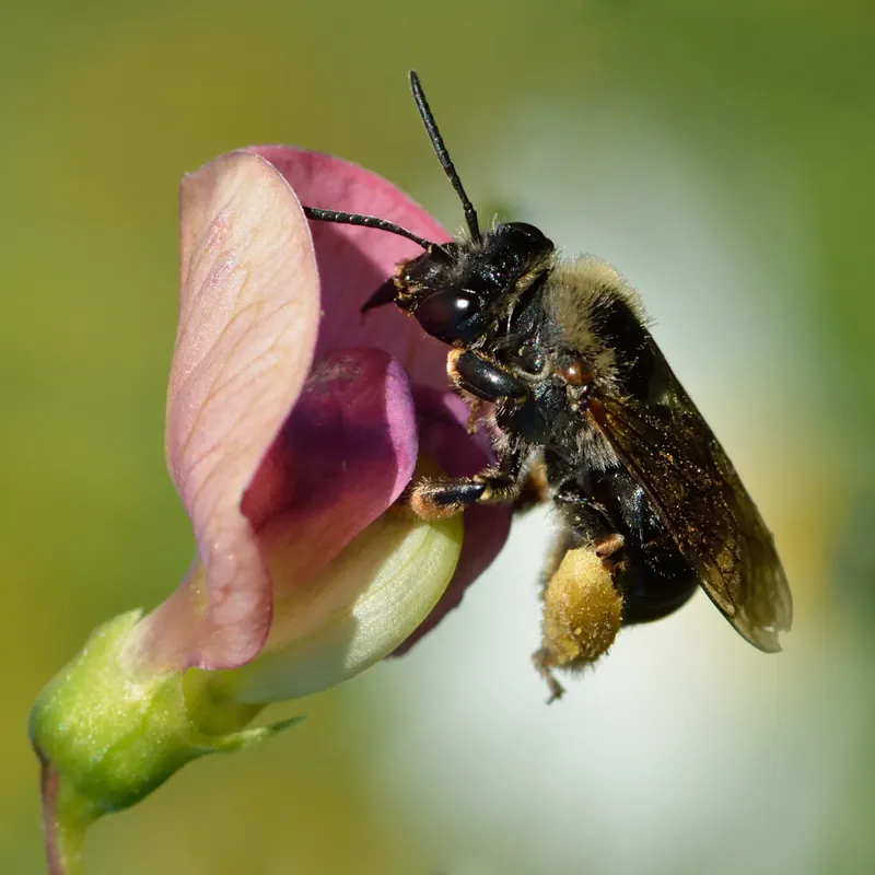 Eucera longicornis, Long-horned bee