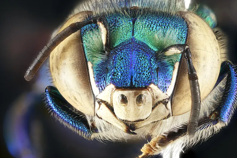 Euglossa dilemma, 