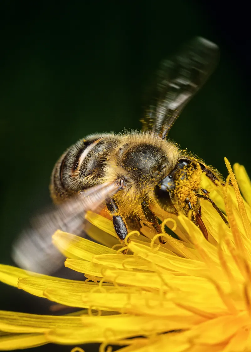 Honey bee in flight.jpg
