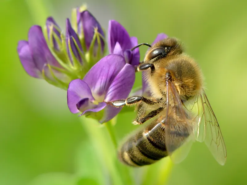 Alfalfa honey