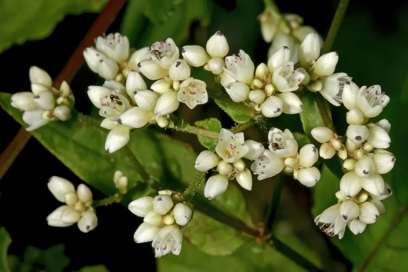 Fagopyrum esculentum 1DS-II 3-0313.jpg