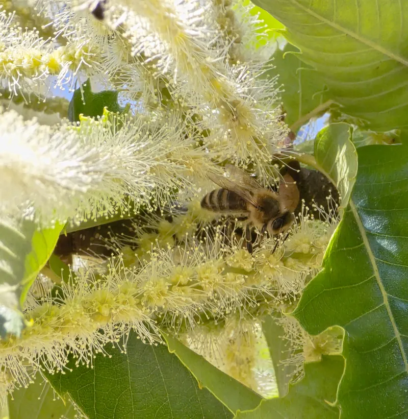 Biene auf der Blüte einer Edelkastanie 20250621 154902.jpg
