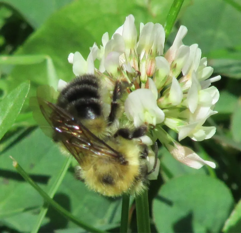 Clover honey