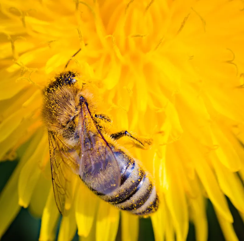 Dandelion honey