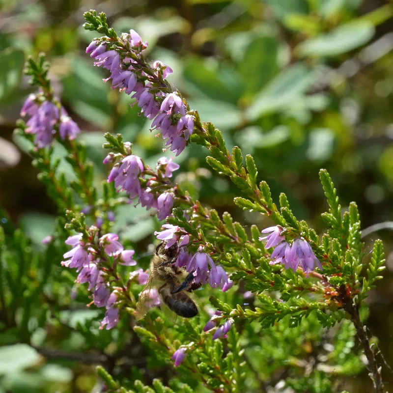 Western Honey Bee (Apis mellifera) on Common Heather (Calluna vulgaris) - Sandnes, Norway 2021-08-02.jpg