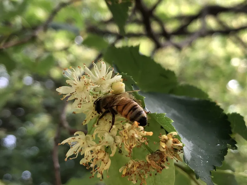 2021-06-09 16 57 29 A honey bee on Linden flowers in early summer along Kirkwell Place in the Chantilly Highlands section of Oak Hill, Fairfax County, Virginia.jpg