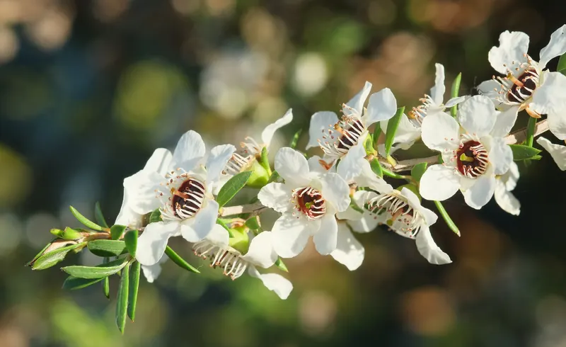 Manuka (Leptospermum scoparium) flowers on a single twig.jpg