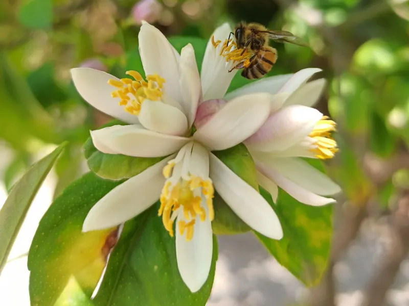 Apis mellifera on Citrus flower - Brenner Regional Council.jpg