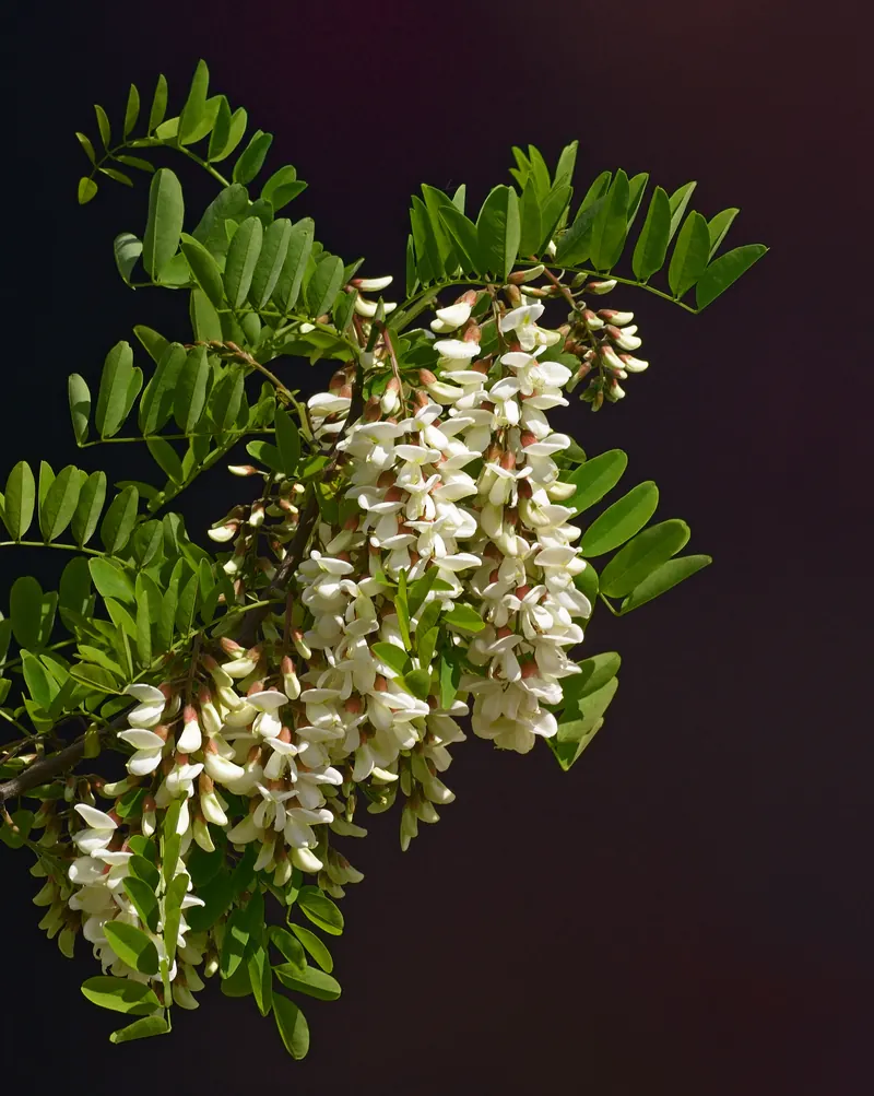 Robinia pseudoacacia blossom.jpg