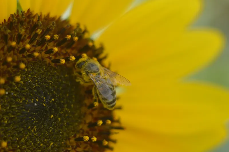 Країнська бджола (Apis mellifera carnica) яка збирає пилок на соняшнику (Helianthus annuus).jpg