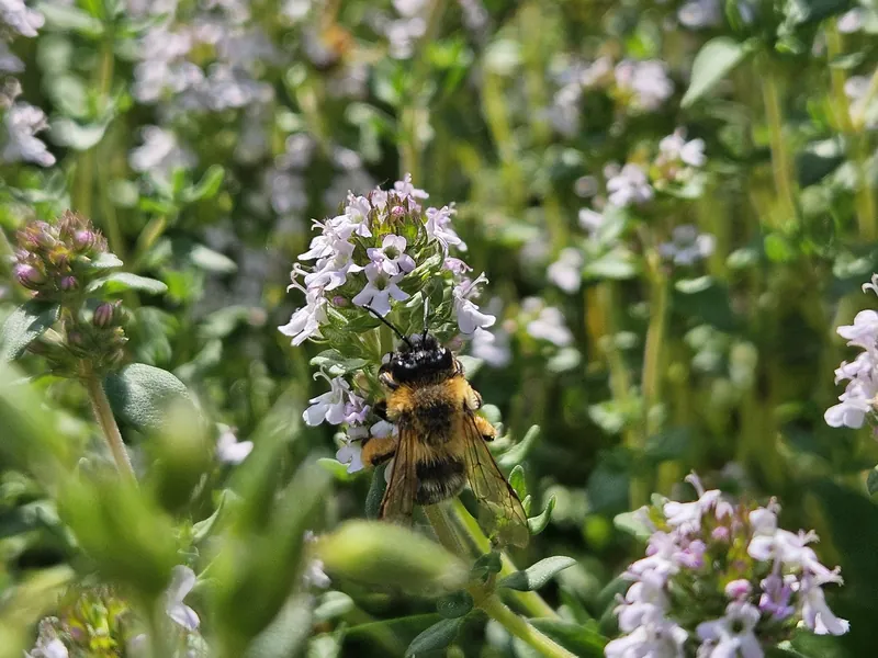 Thyme honey