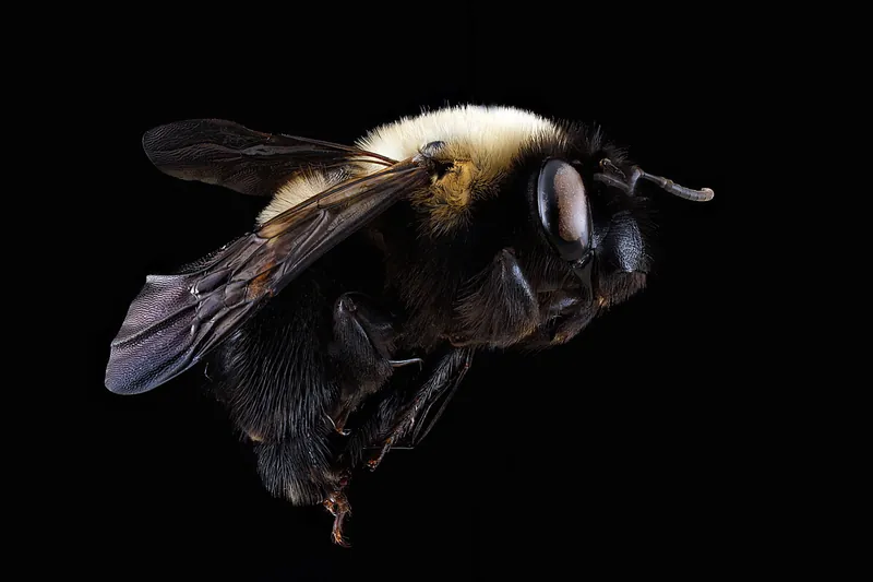 Habropoda laboriosa