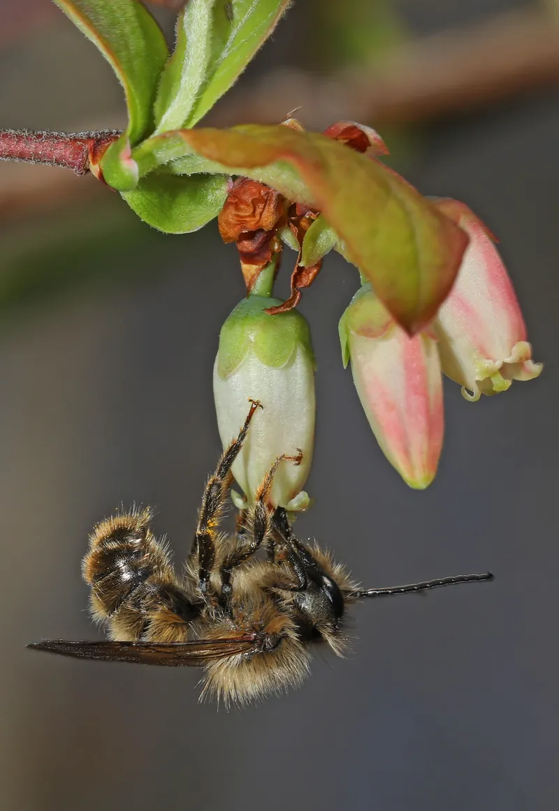 Habropoda laboriosa, 