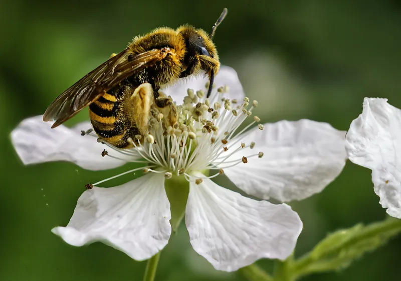 Halictus scabiosae,